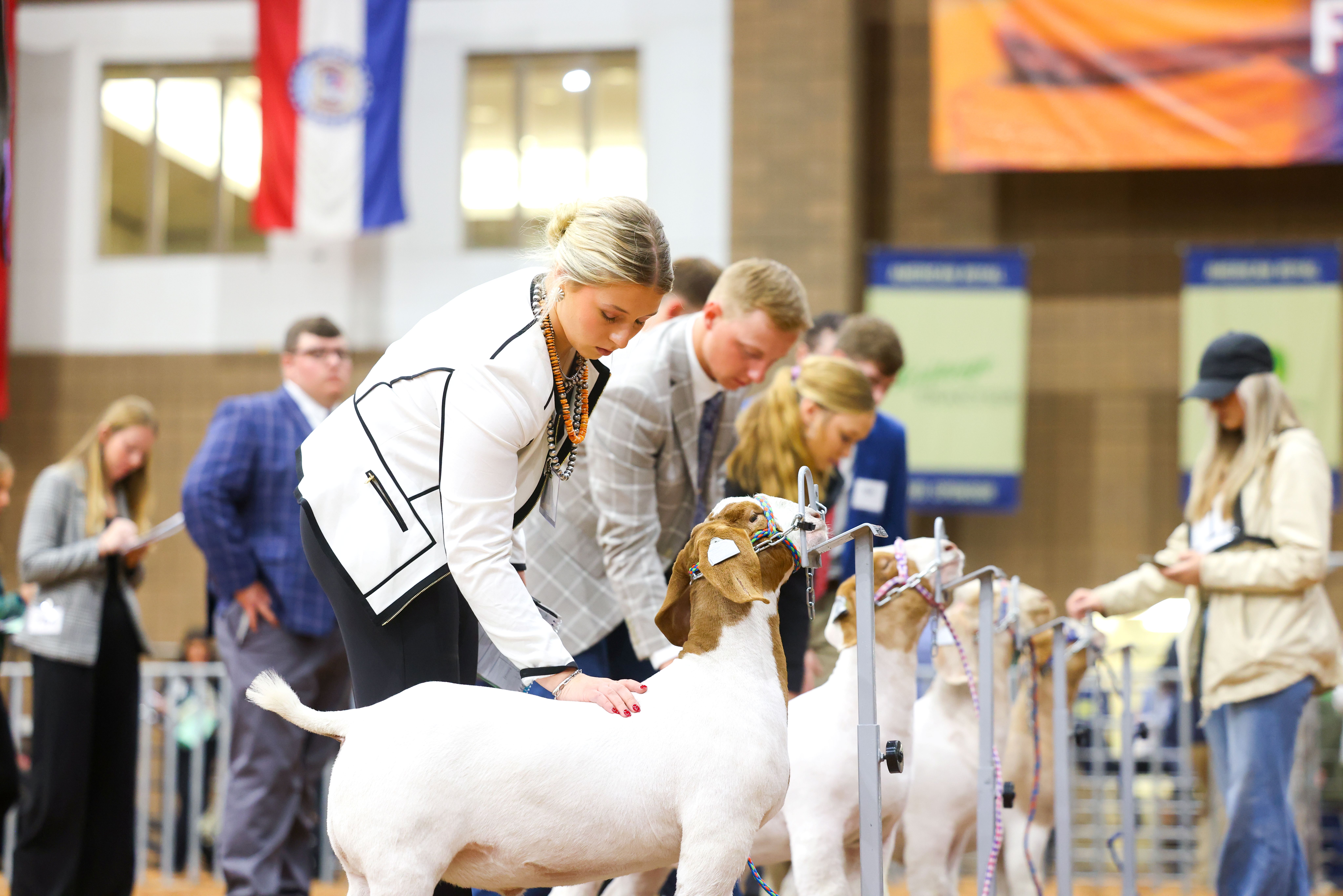 Joscelyn L evaluates a goat in an indoor arena, standing beside the animal and placing a hand along its back
